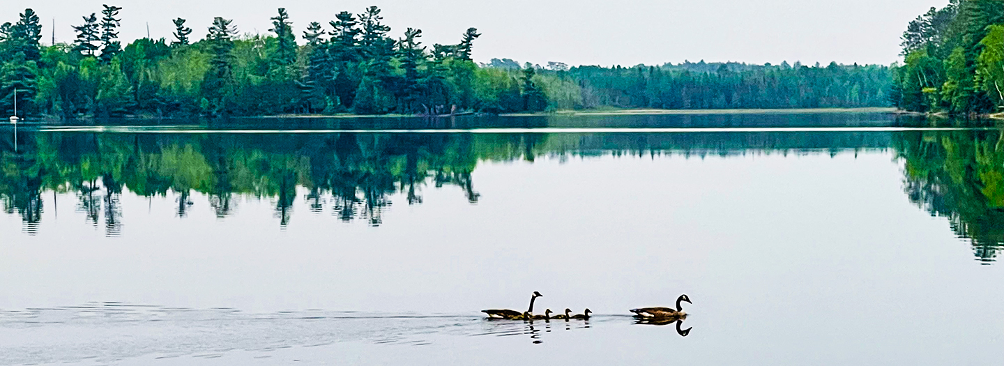 A family of geese on Half Moon Lake