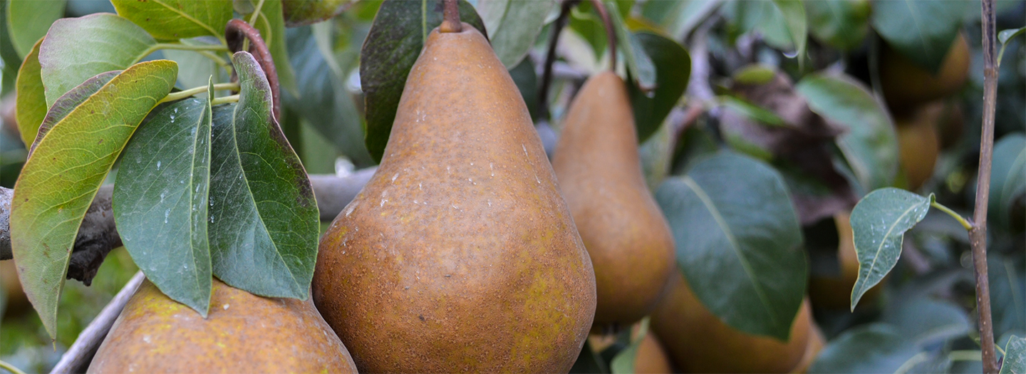 Pears ripening on a tree